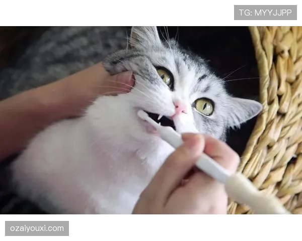 掌敏洁家的猫都比我们活得精致
